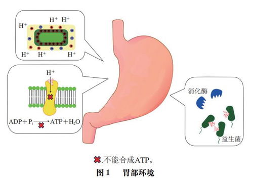 中國農(nóng)業(yè)大學(xué)李媛教授團(tuán)隊在益生菌遞送系統(tǒng)研究中的進(jìn)展 提升耐加工貯藏穩(wěn)定性與體內(nèi)存活率