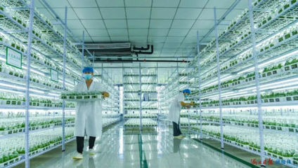 自貿(mào)潮頭乘風(fēng)破浪 海口農(nóng)業(yè)科研試驗(yàn)發(fā)展的創(chuàng)新圖景