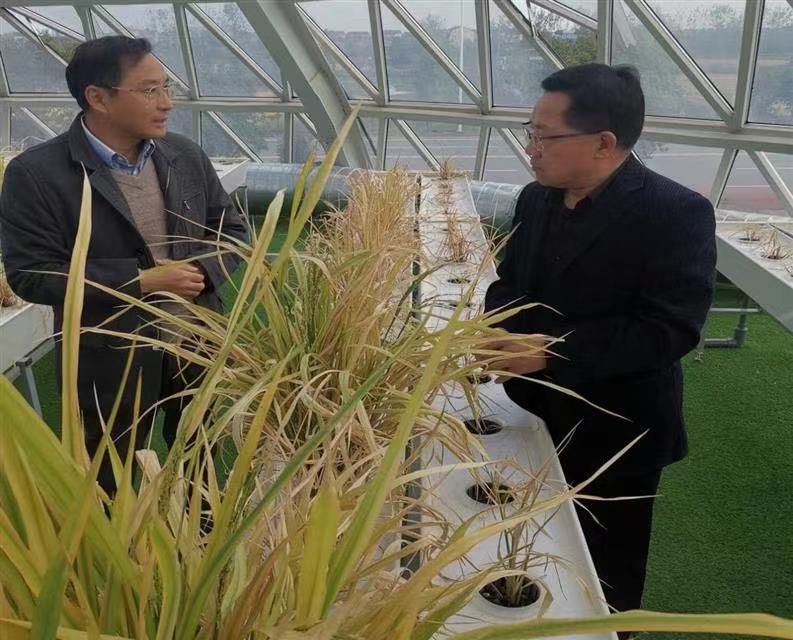 科技創新引領未來 湖北谷神科技園打造種業科研高地