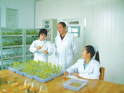 酒泉市 以科技為翼，發展現代農業，繪就產業富民新畫卷